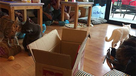 Cat cafe in chiang mai
