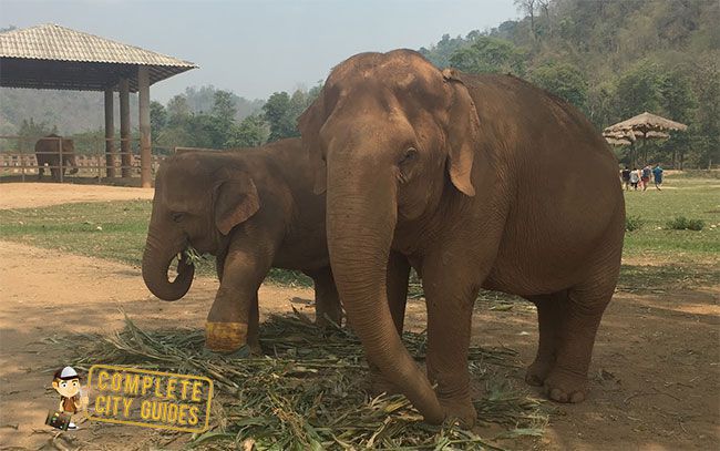Elephants in Thailand