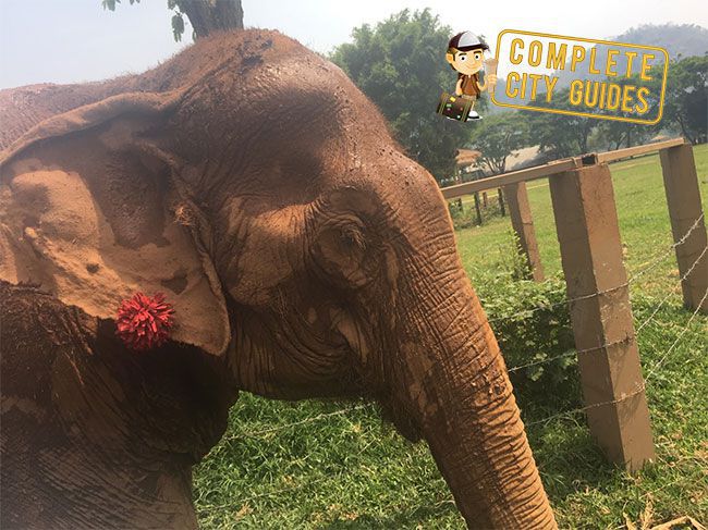 Elephants in Thailand