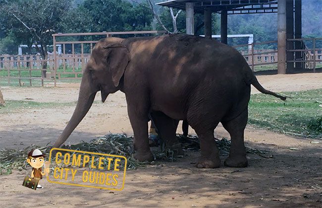 Elephants in Thailand