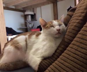 Kocia Kawiarnia Kociarnia (Cat Cafe)