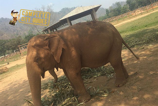 Elephants in Thailand