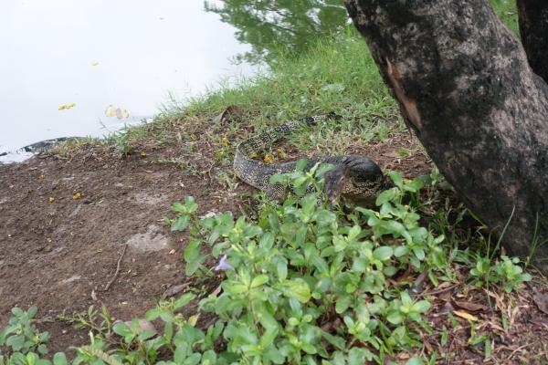 Lumpini Park - 2 Monitor Lizards (one Hidden)