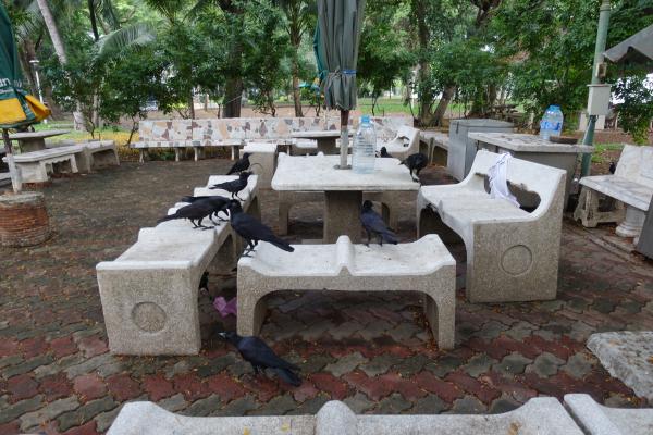 Lumpini Park Bird Breeds