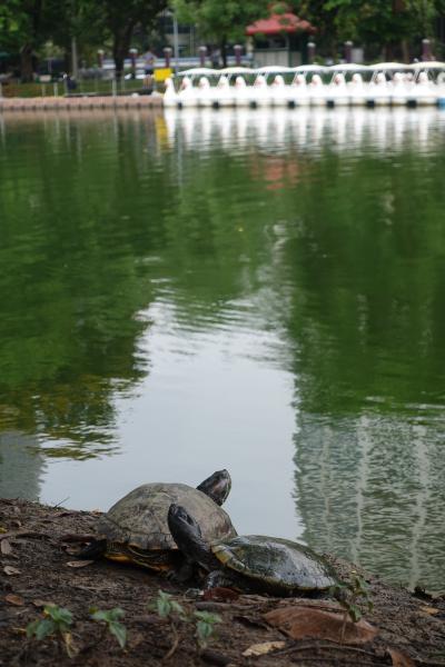 Lumpini Park tortoises