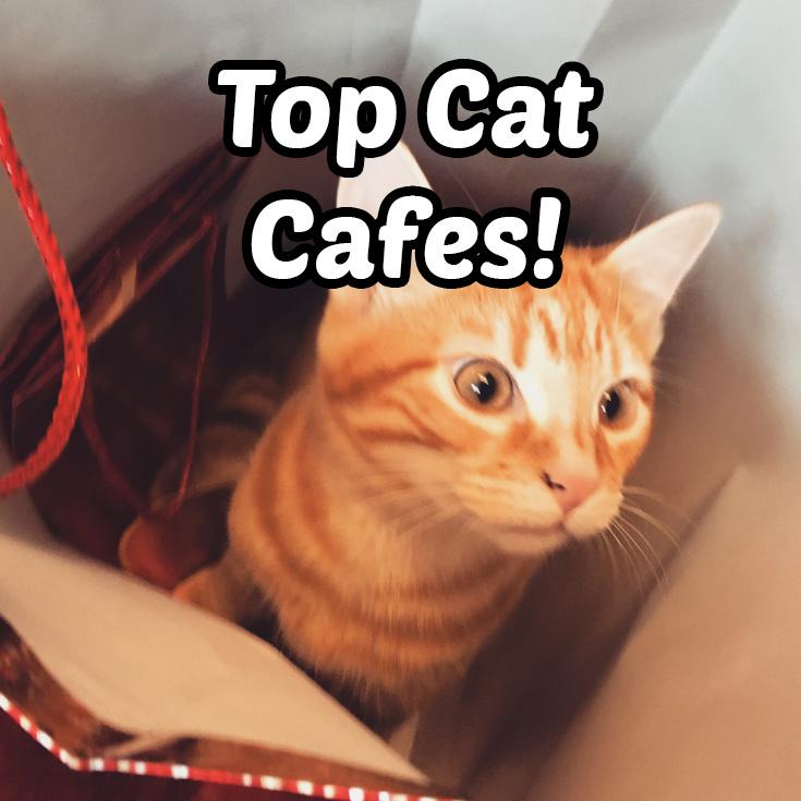 The Top Cat Cafes in The World 2022